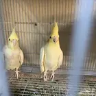 جوز كروان وجوز بادجي منتج