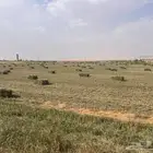 علف بلوبنك صافي وناعم