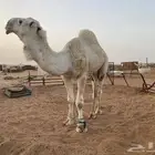 قعود فحل اوضح جذع علي بعير ابن دلمخ