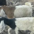 تيس وعناق ضعار جذعات