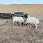 حيل نعيم طيبه شحم عدد 4 سومها 1070