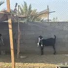 جفار هولنديه صنف تم البيع