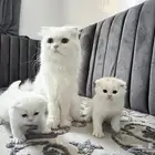 قطط صغار