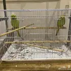 ببغاء دره هندي