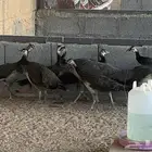 طاووس