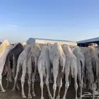 للبيع القعدان الكفو للمبادي وزواجات
