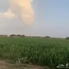 قصب اخضر وجيم