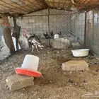 القصيم البدايع