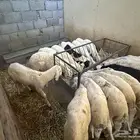 سواكن بيض تربيه