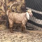 للبيع تيس لباني وخروف عمر 5شهور