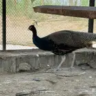 ذكر طاووس هندي