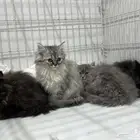 قطط للبيع