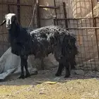 فحل نجد