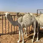 بكره رمانيه