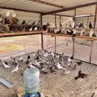 حمام مشكل للبيع ( الخرج )