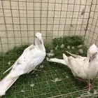 طبه قماري هولندي