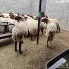 غنم نعيمي مضاريع