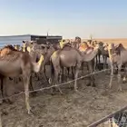 حشو للبيع