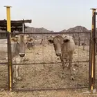 ثور الماني وبقره جرسيه