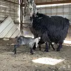 عنز عارضيه متوم بتيس وجفره