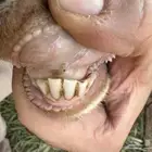 عنز للبيع تحتها عناق