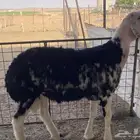 فحل نجدي ثني مشروط ((تم البيع))