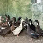 بط للبيع