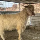 الطائف الضبط بالحويه