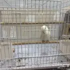 طيور حب روز بيع مع القفص