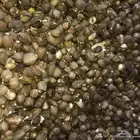 بذار يسر مرنقا