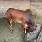 ثور بلدي بعمر سنتين