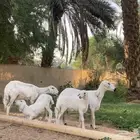 حريات متابيع عيالها ذبايح