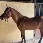 حصان واهو