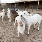 ذبايح للزواجات والمناسبات جذعان جزله على 1400