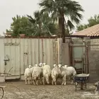 ابو تركي راعي المعزى والعلوم الطيبة جاكم باليوم الوطني
