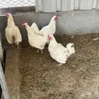 يوجد طقم دجاج اربع حبات 3 ابيض وحبة بني مع ديك ابيض للبيع
