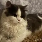 قط للتبني في الأحساء