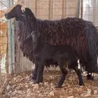 شاه خلفه رباع مهجنه