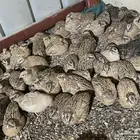 سمان  او فري ذكور _ العمر43 يوم جاهزة للتربيية والذبح