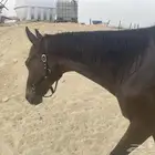 حصان انجلزي