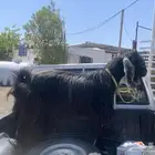 تيس فحل