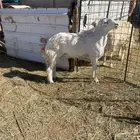 فحل حري مشروط