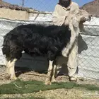 طلي نجدي صنف الصنف مشروط يقشع على الشرط