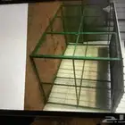 اكل طيور صغيره صغار سيريلاك