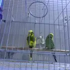 زوج طيور الحب انجليزي