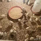 صوص بلدي