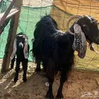 عارضي معاها جفره عمر شهر