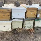 خلايا نحل فاضيه