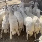 غنم جملة وتفريد