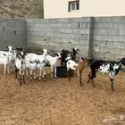 معزا بيشيات